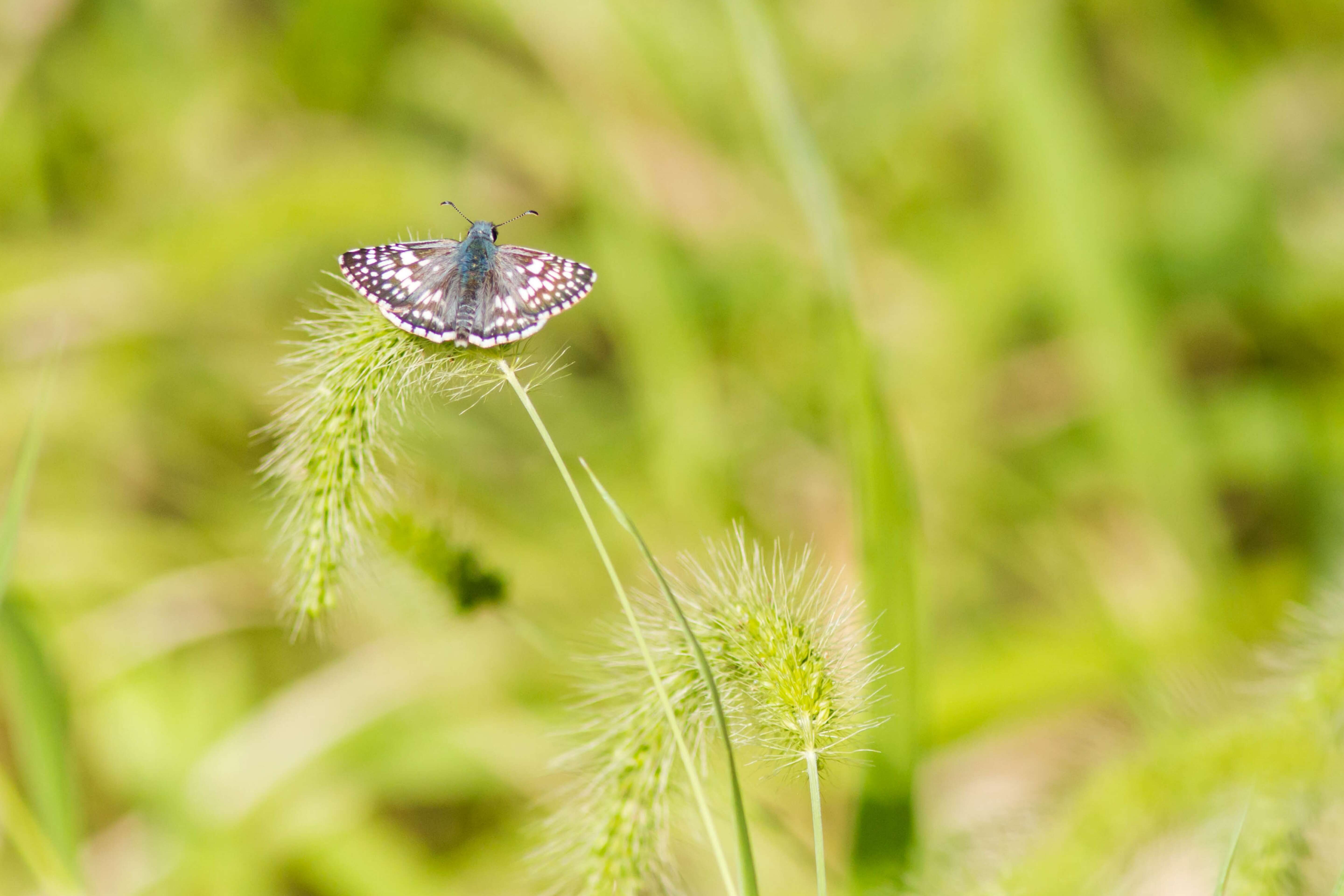 Image of Burnsius communis