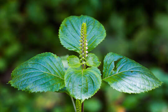 Image of beefsteakplant