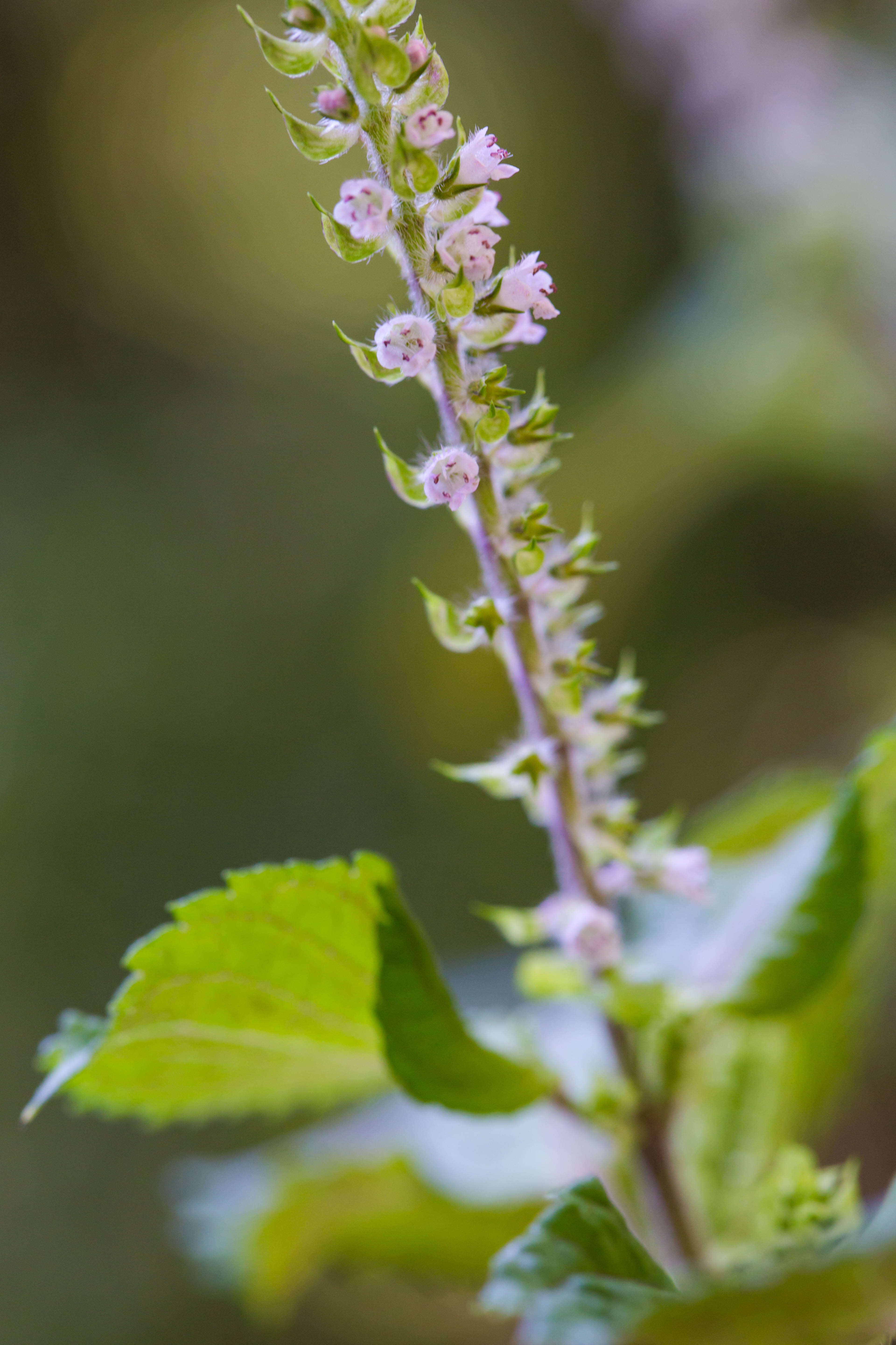 Image of beefsteakplant