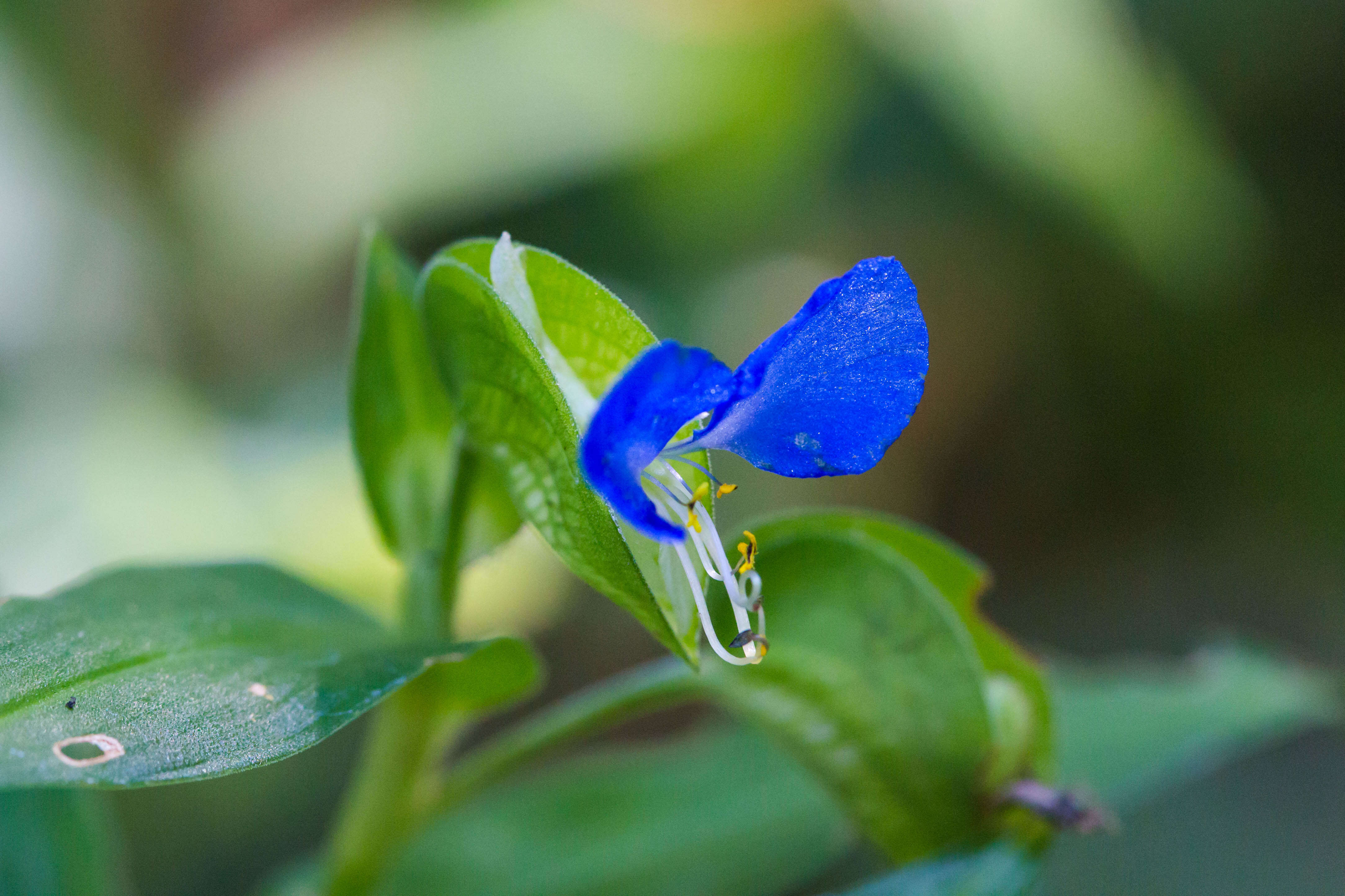 Image of Asiatic dayflower