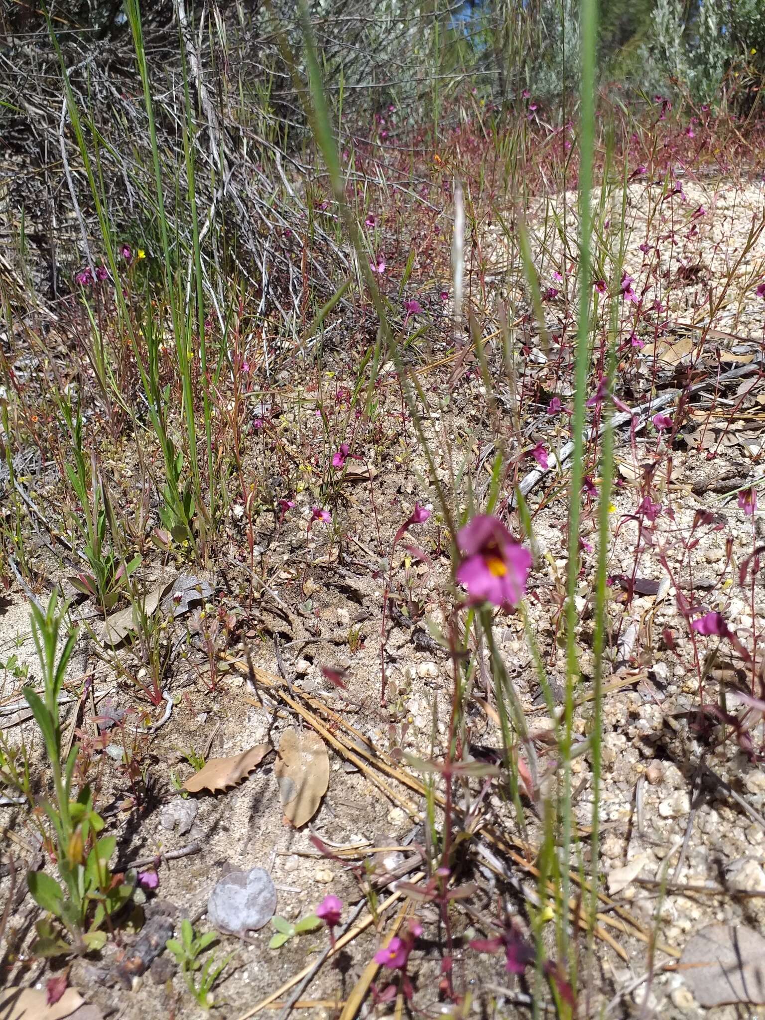 Image of Palomar monkeyflower