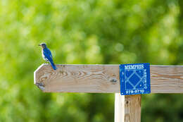 Image of Eastern Bluebird