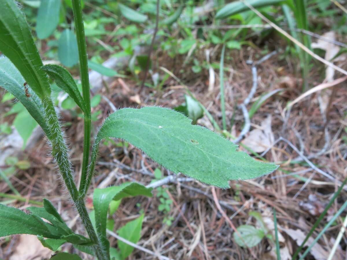 Image of eastern daisy fleabane