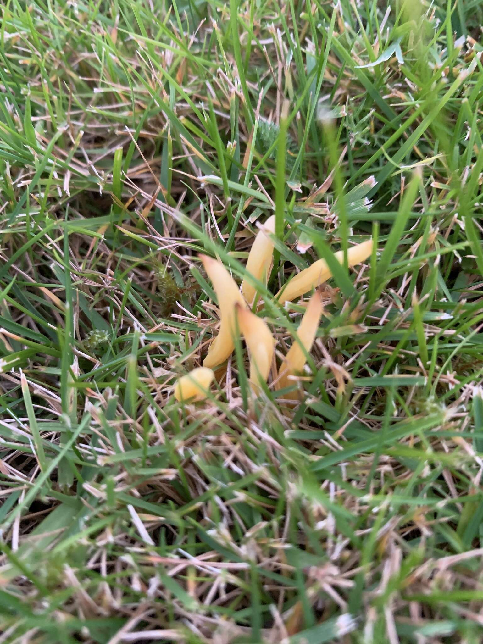 Image of Clavulinopsis luteoalba (Rea) Corner 1950