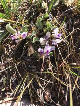 Image of Leadville milkvetch