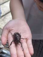 Image of Xylotrupes philippinensis Endrödi 1957