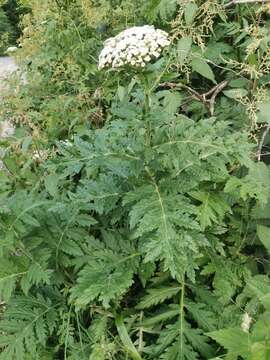 Image of Tanacetum macrophyllum (Waldst. & Kit.) Sch. Bip.