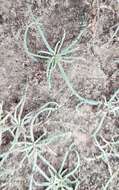 Image of <i>Petrosimonia litwinowii</i>