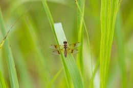 Image of Eastern Amberwing