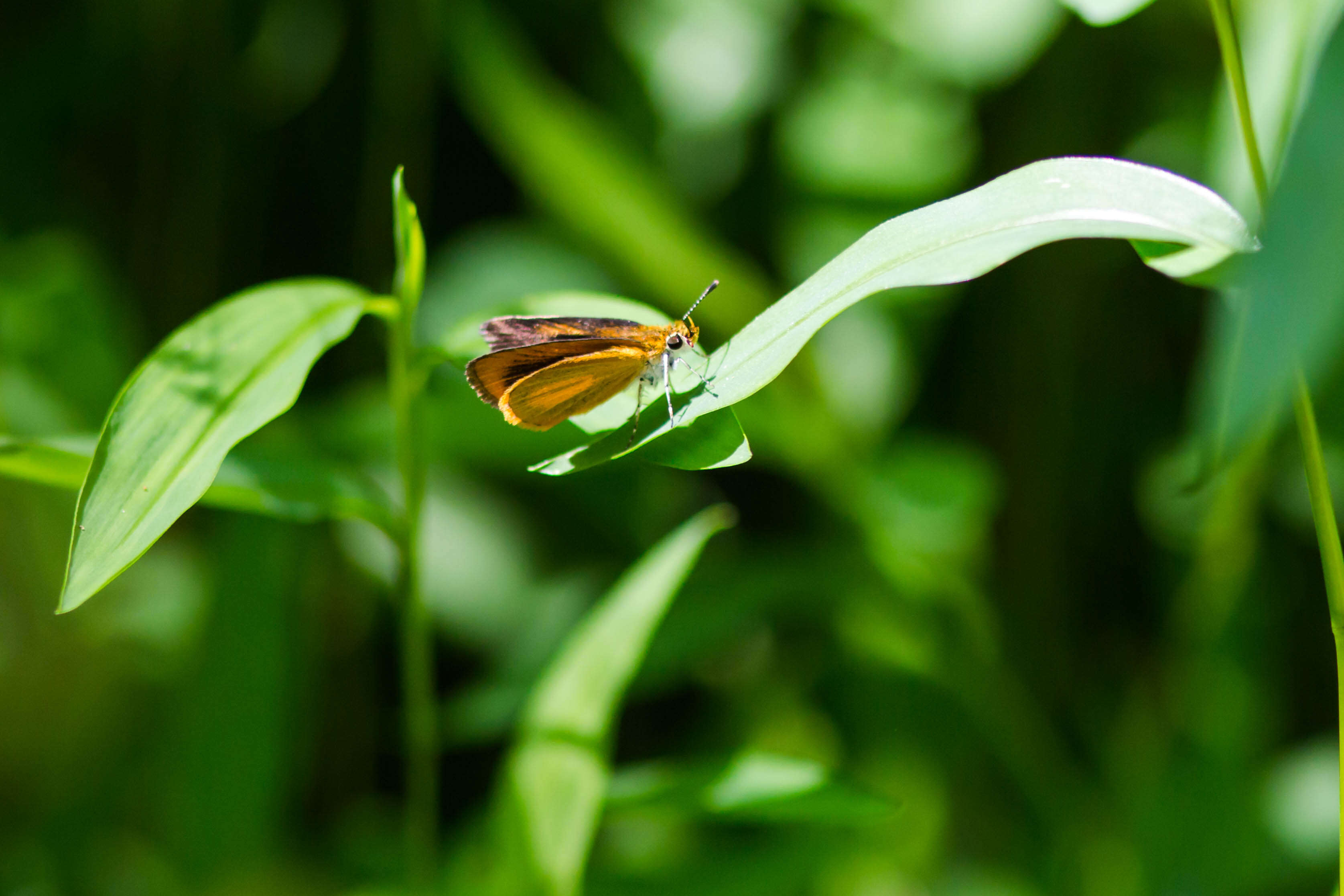 Image of Least Skipper