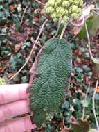 Image of Leatherleaf Viburnum