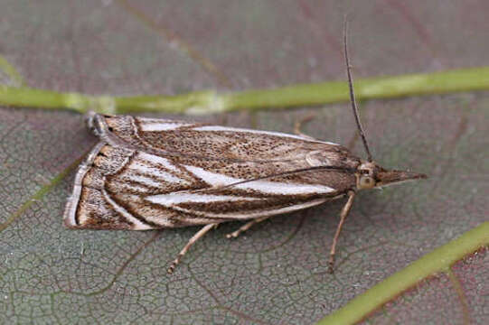 Image of Xanthocrambus lucellus Herrich-Schäffer 1849