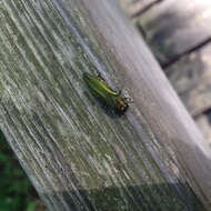 Image of Emerald ash borer