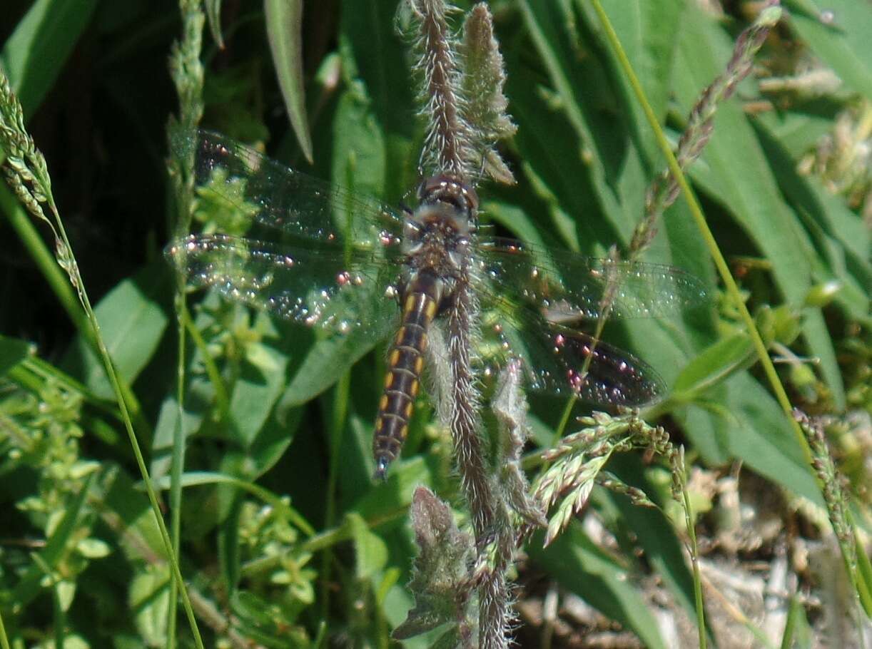 Image of Beaverpond Baskettail