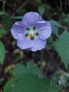 Image of Neobrittonia acerifolia (G. Don) Hochr.