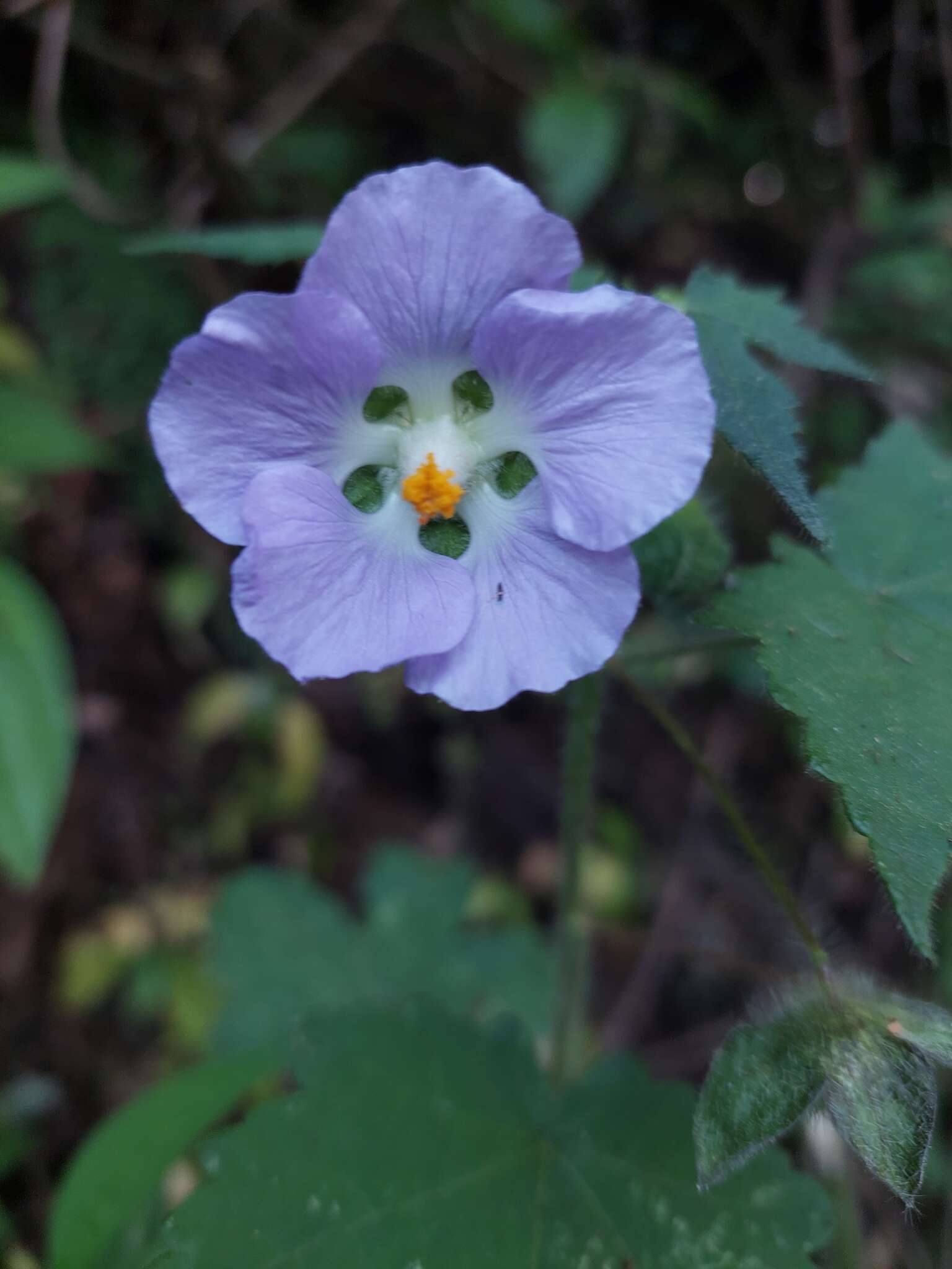 Neobrittonia acerifolia (G. Don) Hochr. resmi