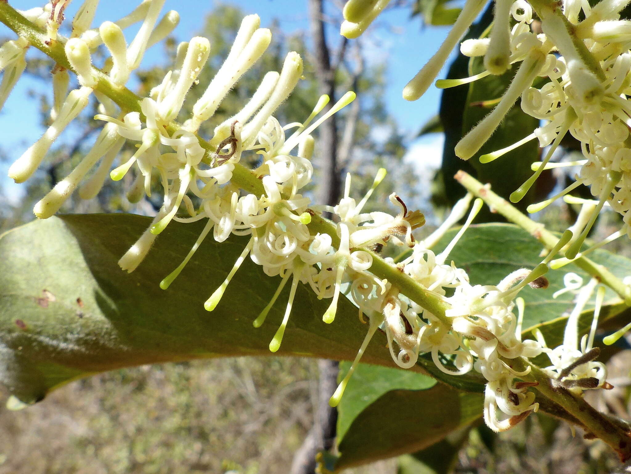 Image of Roupala montana Aubl.