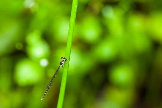 Image de Agrion Posé