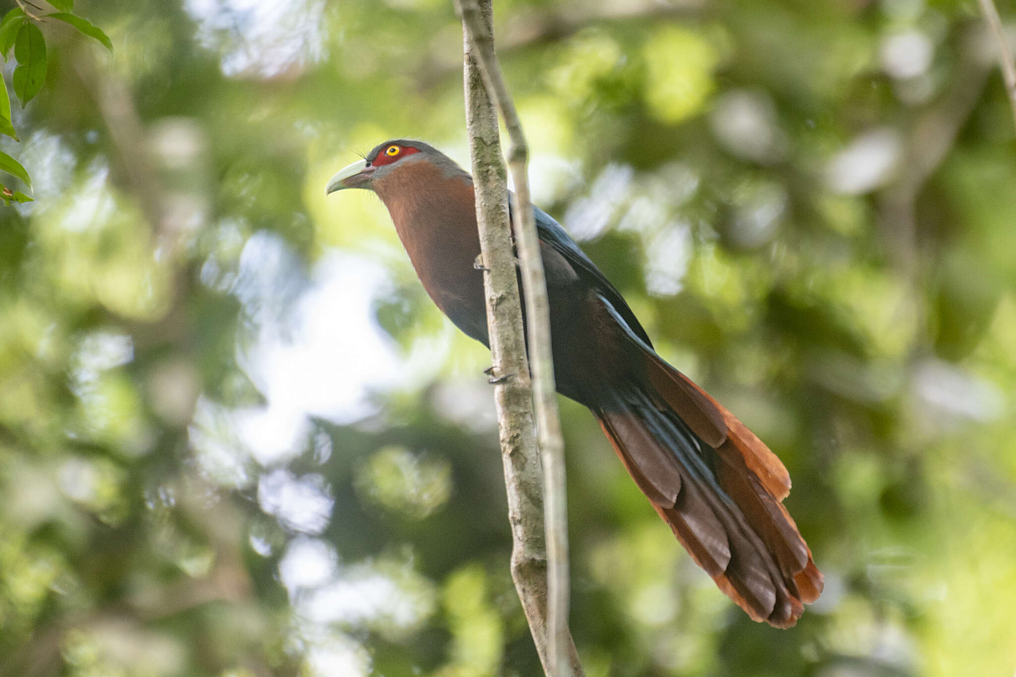 صورة Phaenicophaeus curvirostris (Shaw 1810)