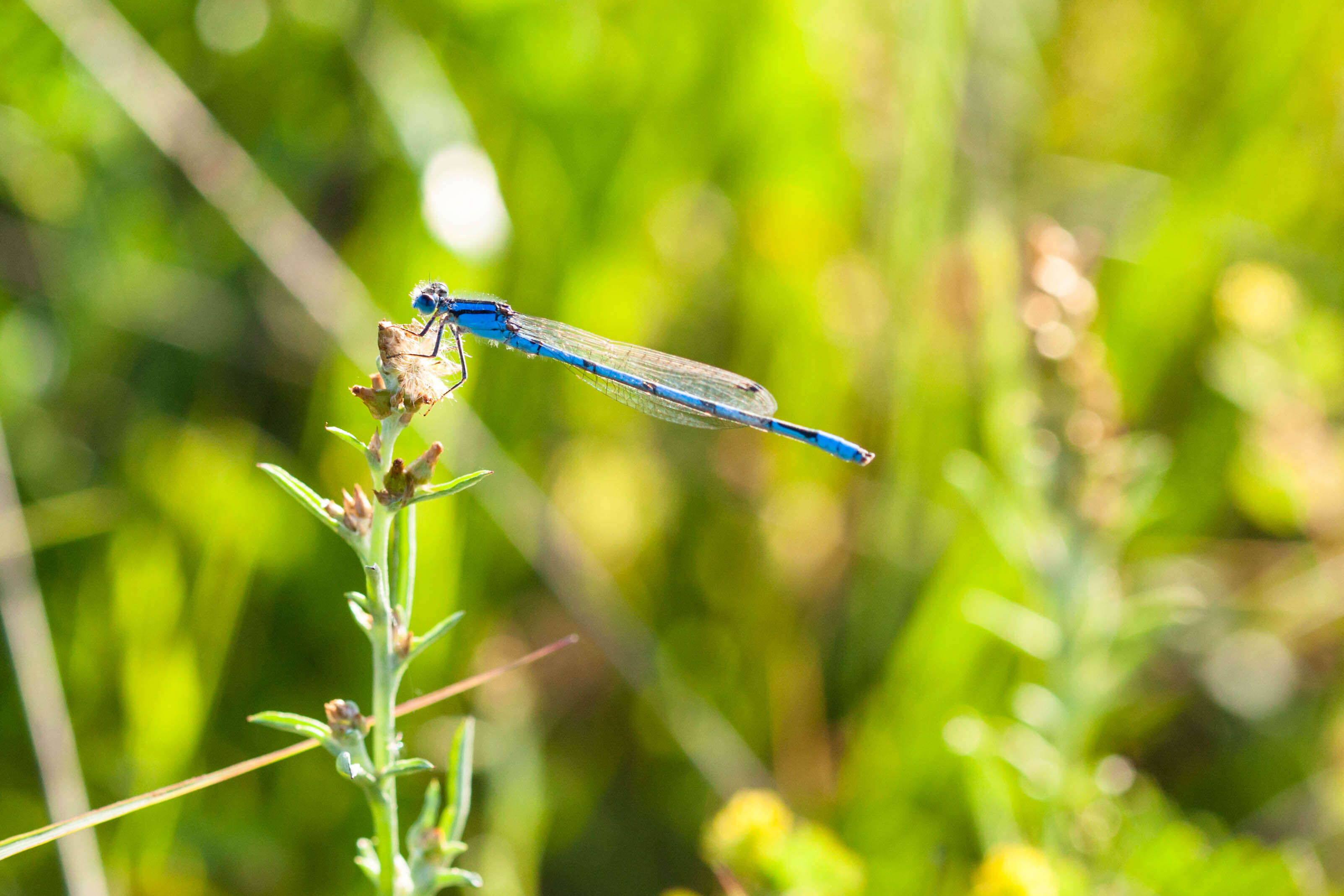 Image of Familiar Bluet