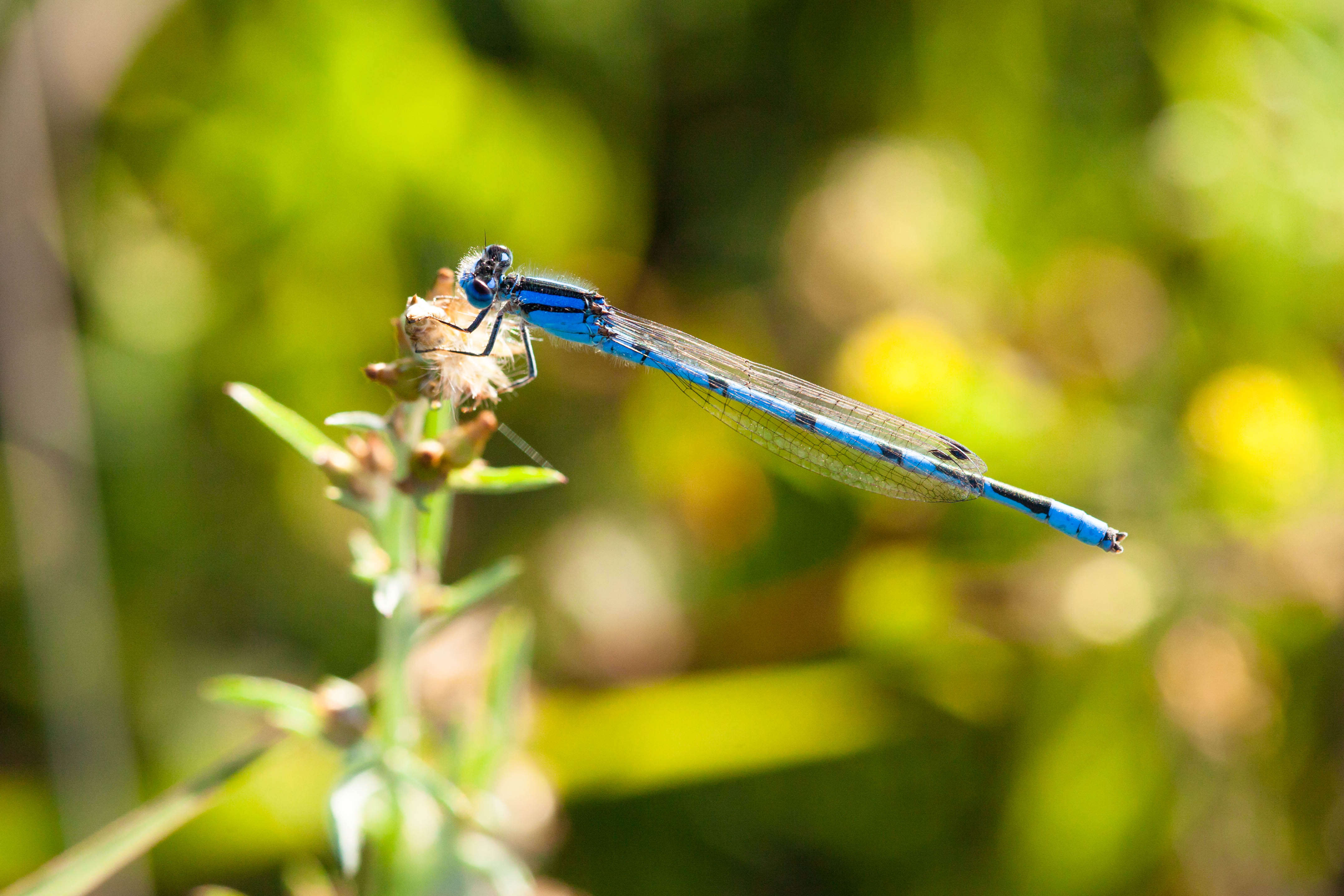 Image of Familiar Bluet