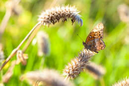 Image of Variegated Fritillary