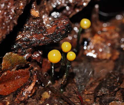 Image of Chlorovibrissea bicolor (G. W. Beaton & Weste) L. M. Kohn 1989