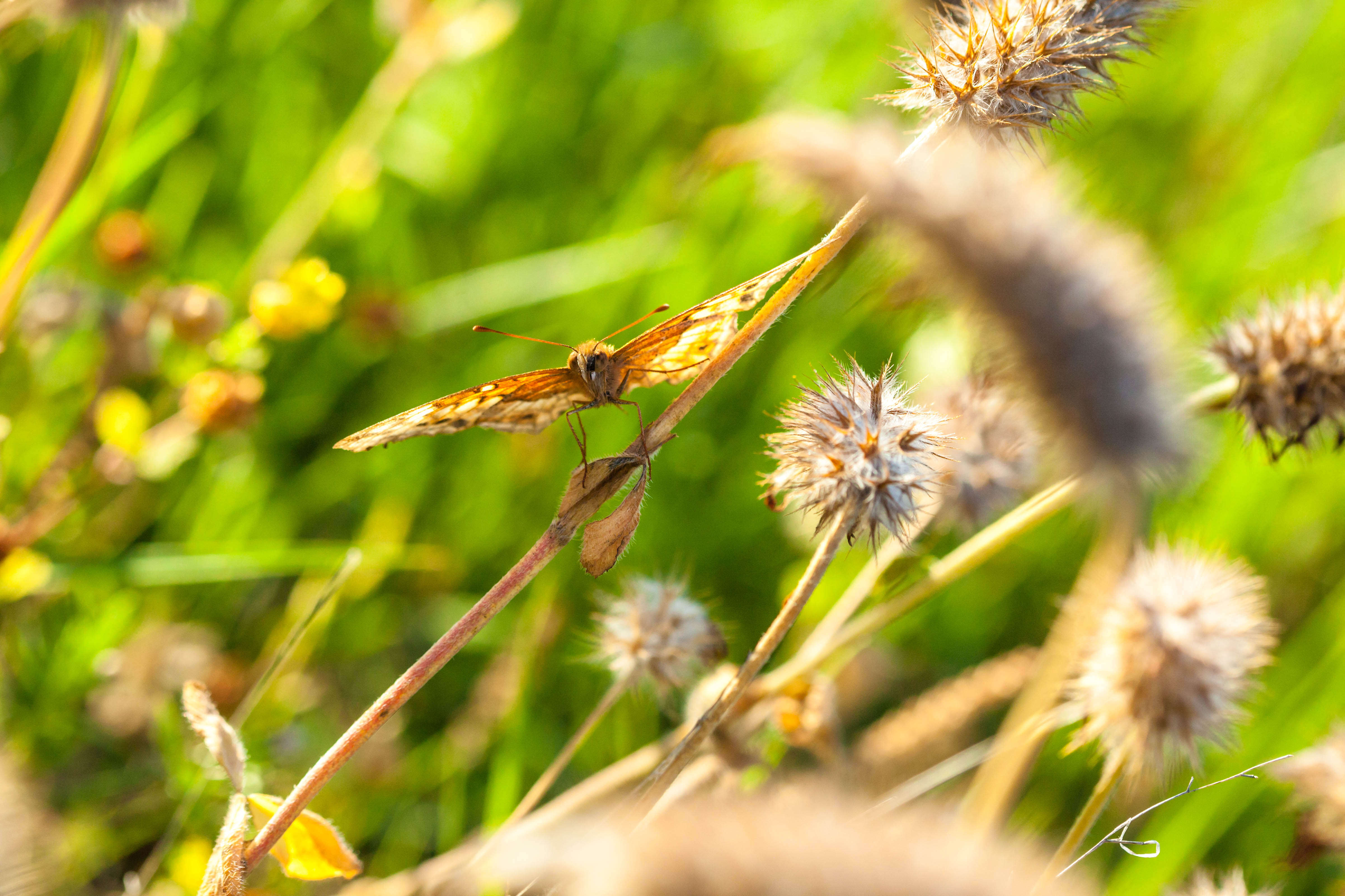 Image of Variegated Fritillary