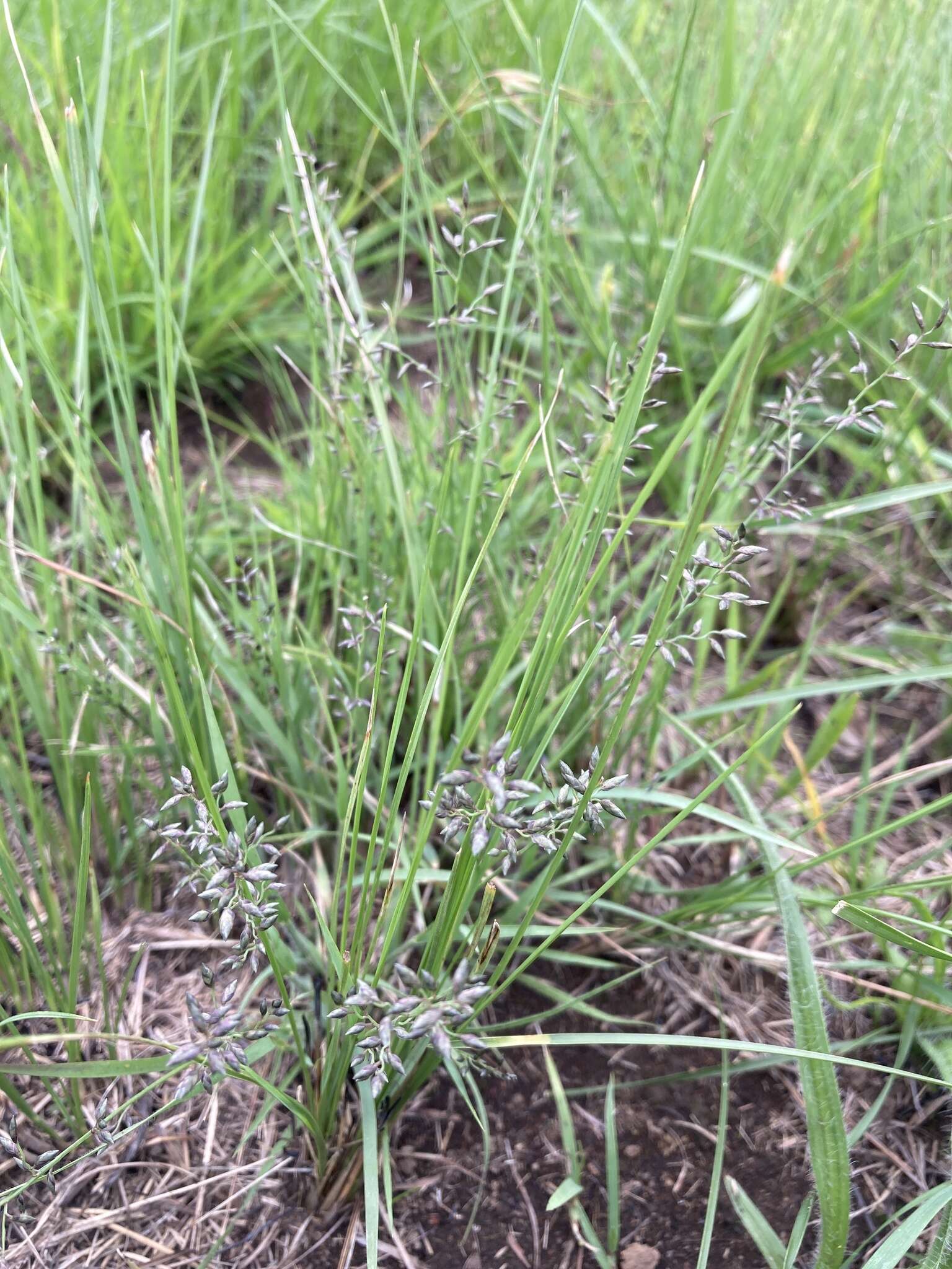 Image of Narrow heart love grass