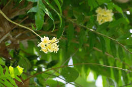 Image of Dendrobium sanguinolentum Lindl.