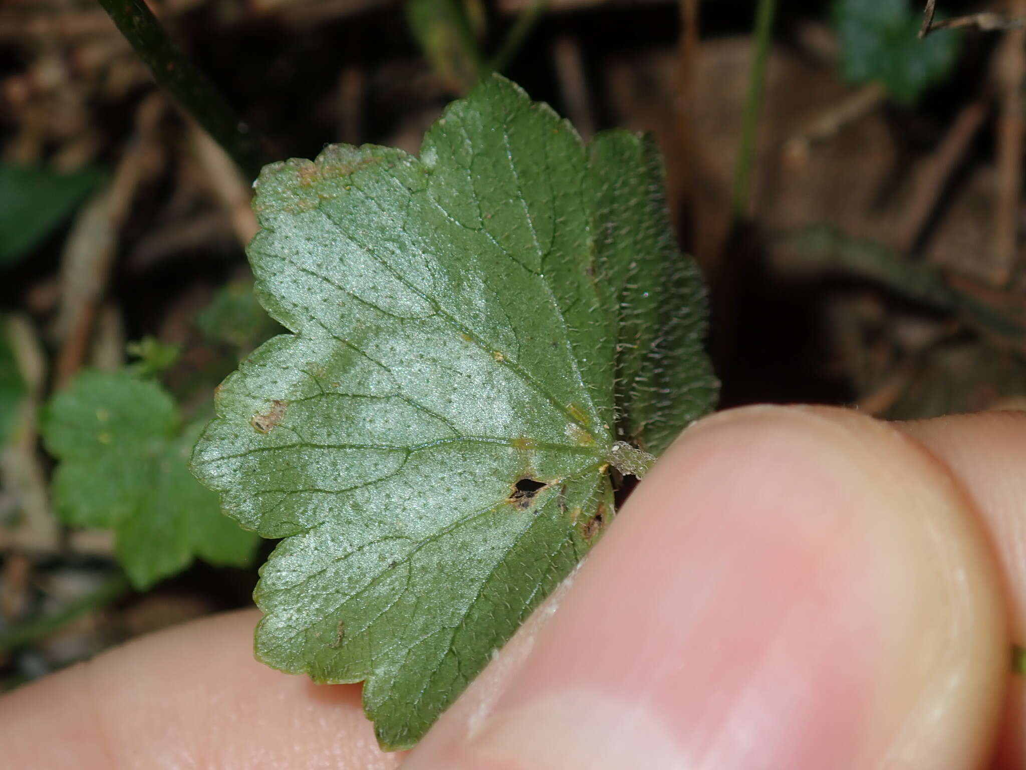 Image de Hydrocotyle hirta R. Br. ex A. Rich.