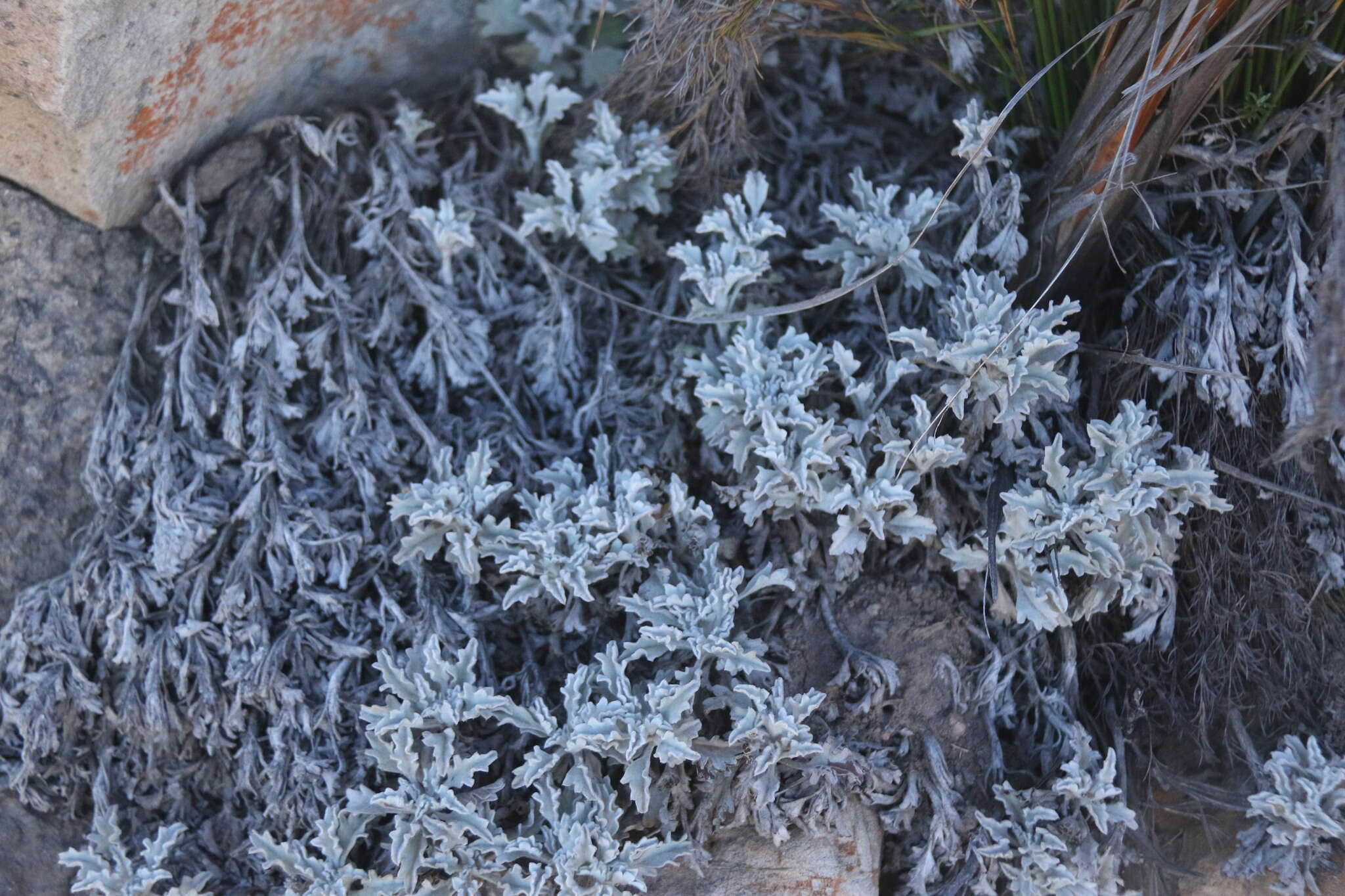 Imagem de Centella capensis (L.) Domin