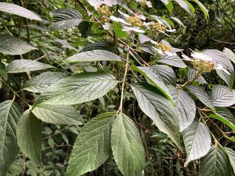 Image of Viburnum plicatum var. formosanum Y. C. Liu & C. H. Ou