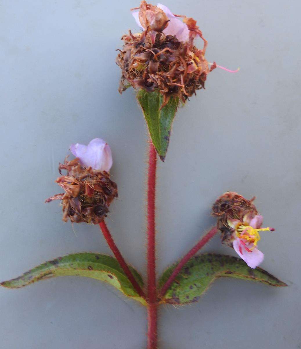 Imagem de Antherotoma debilis (Sond.) H. Jacques-Félix