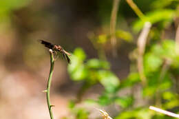 Imagem de Plathemis Hagen 1861