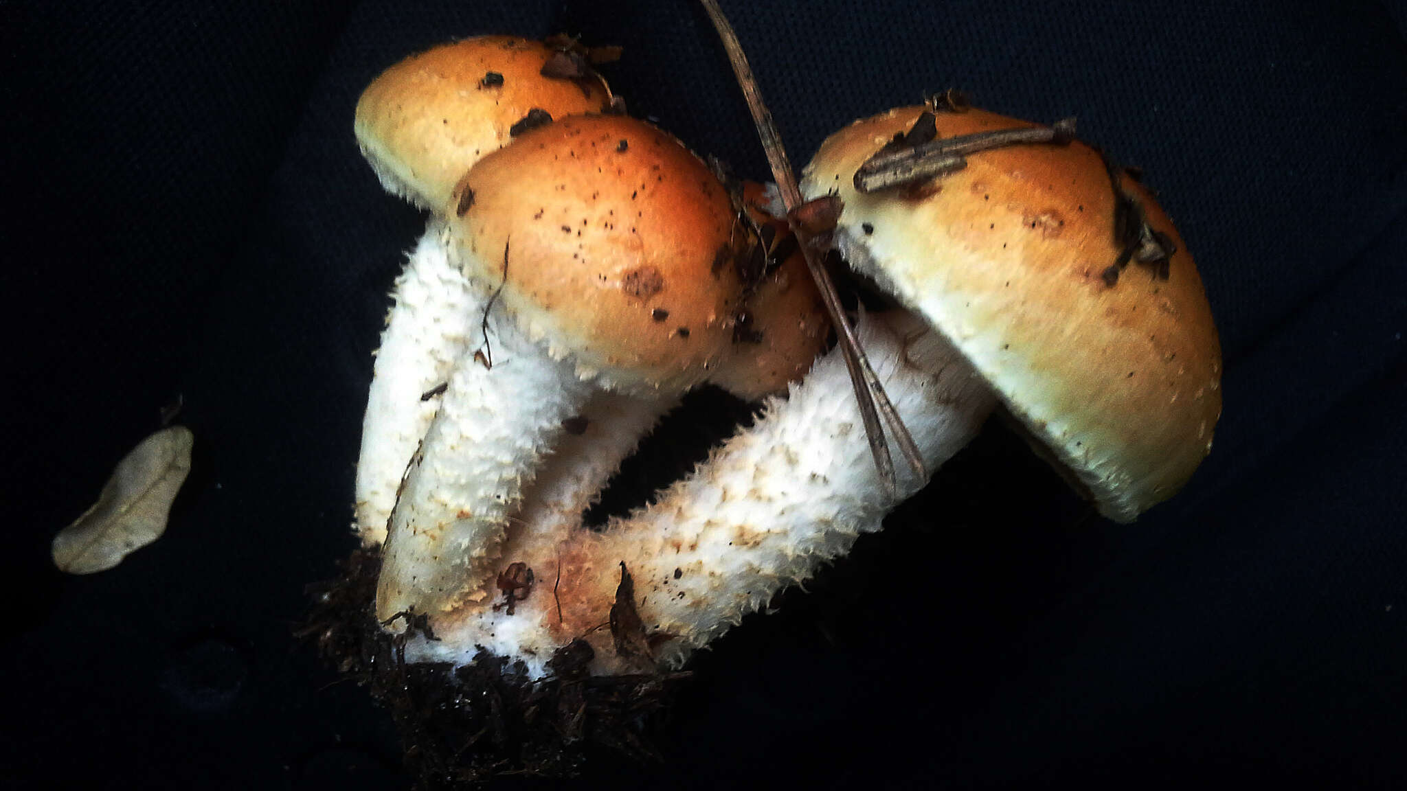 Image of Pholiota lubrica (Pers.) Singer 1951