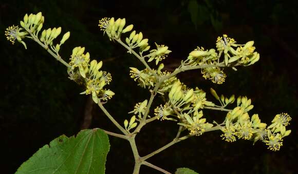 Image of Heliocarpus pallidus Rose