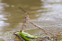 Hetaerina americana (Fabricius 1798) resmi