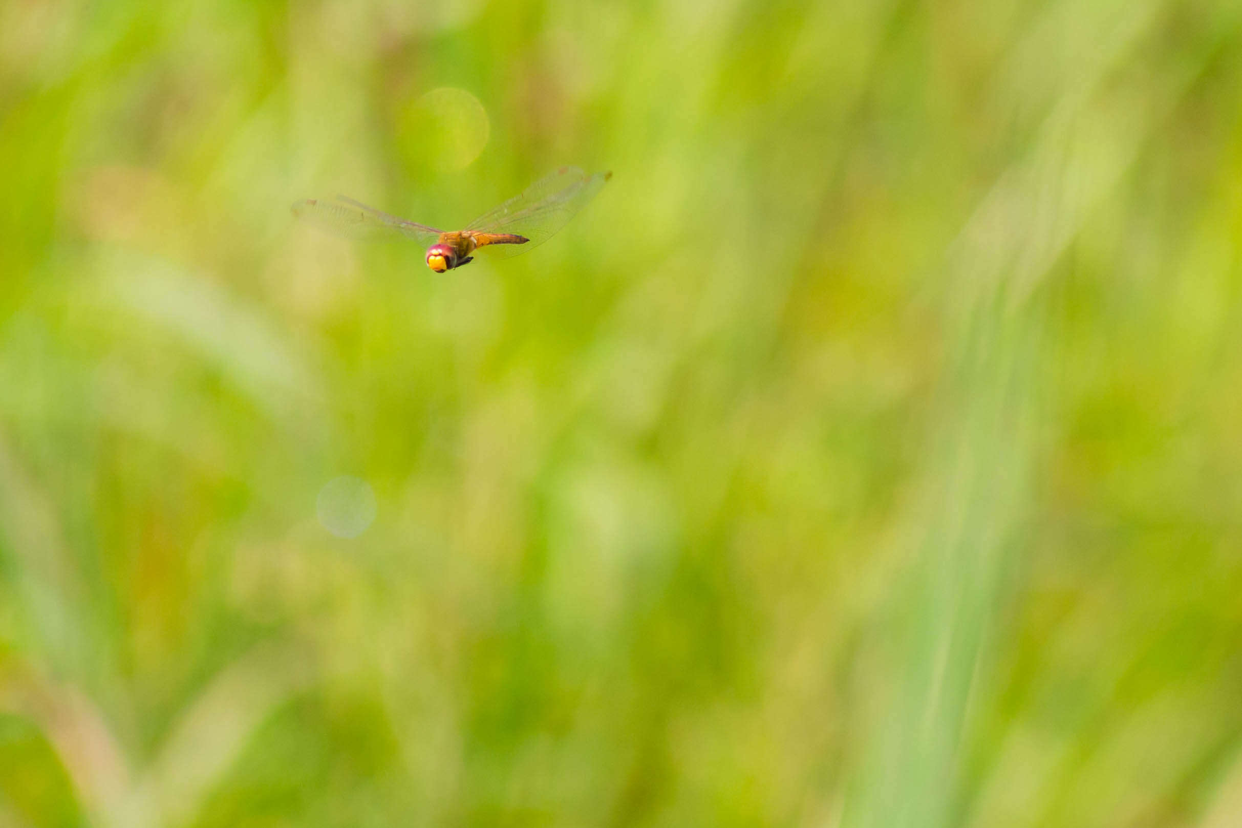 Image of Rainpool Gliders