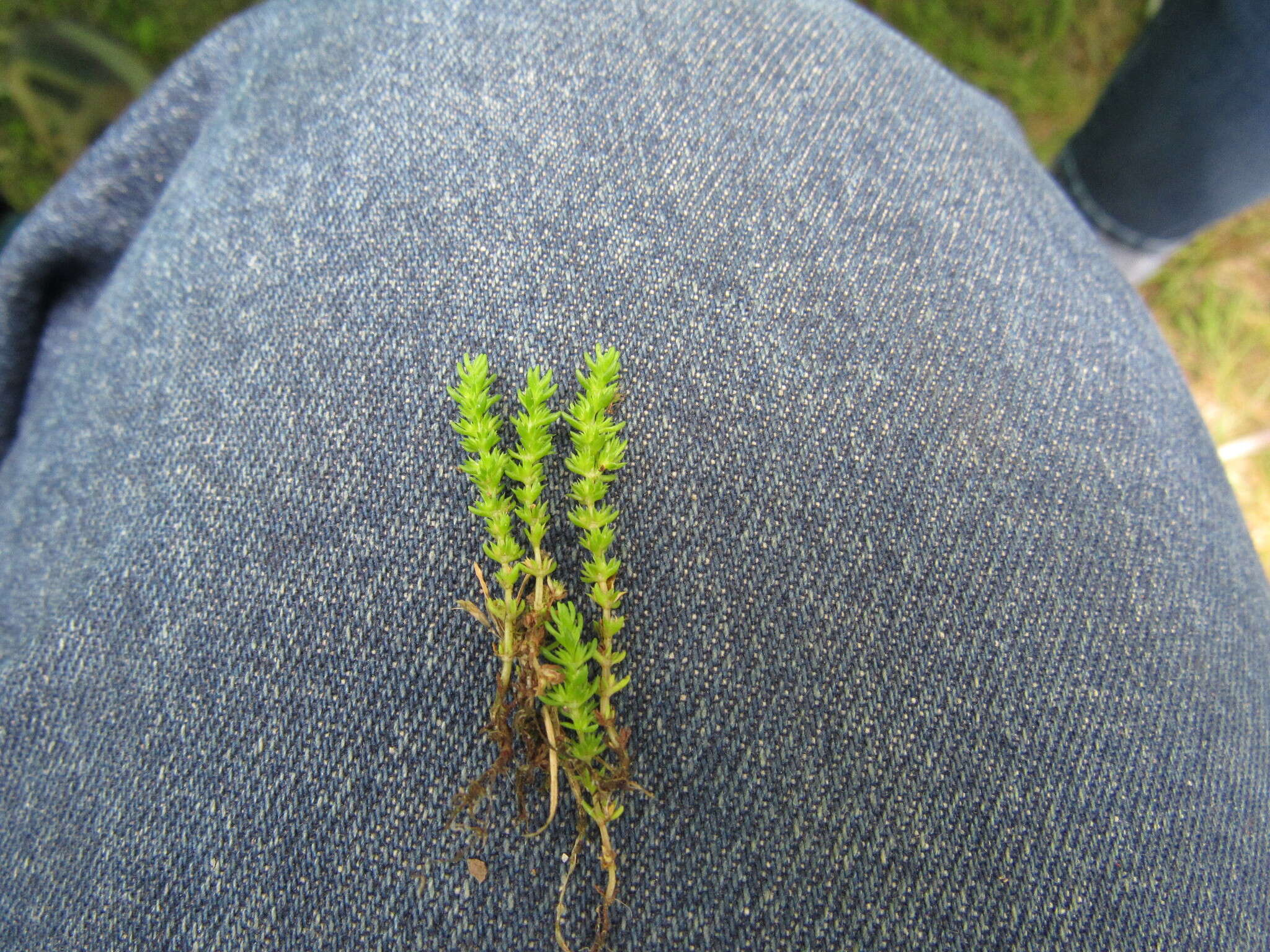 Image of Mossy Stonecrop