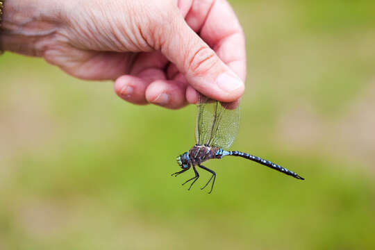 Image of Variable Darner