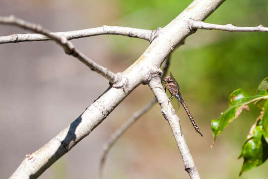 Image of Variable Darner