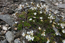 Слика од Ourisia caespitosa Hook. fil.