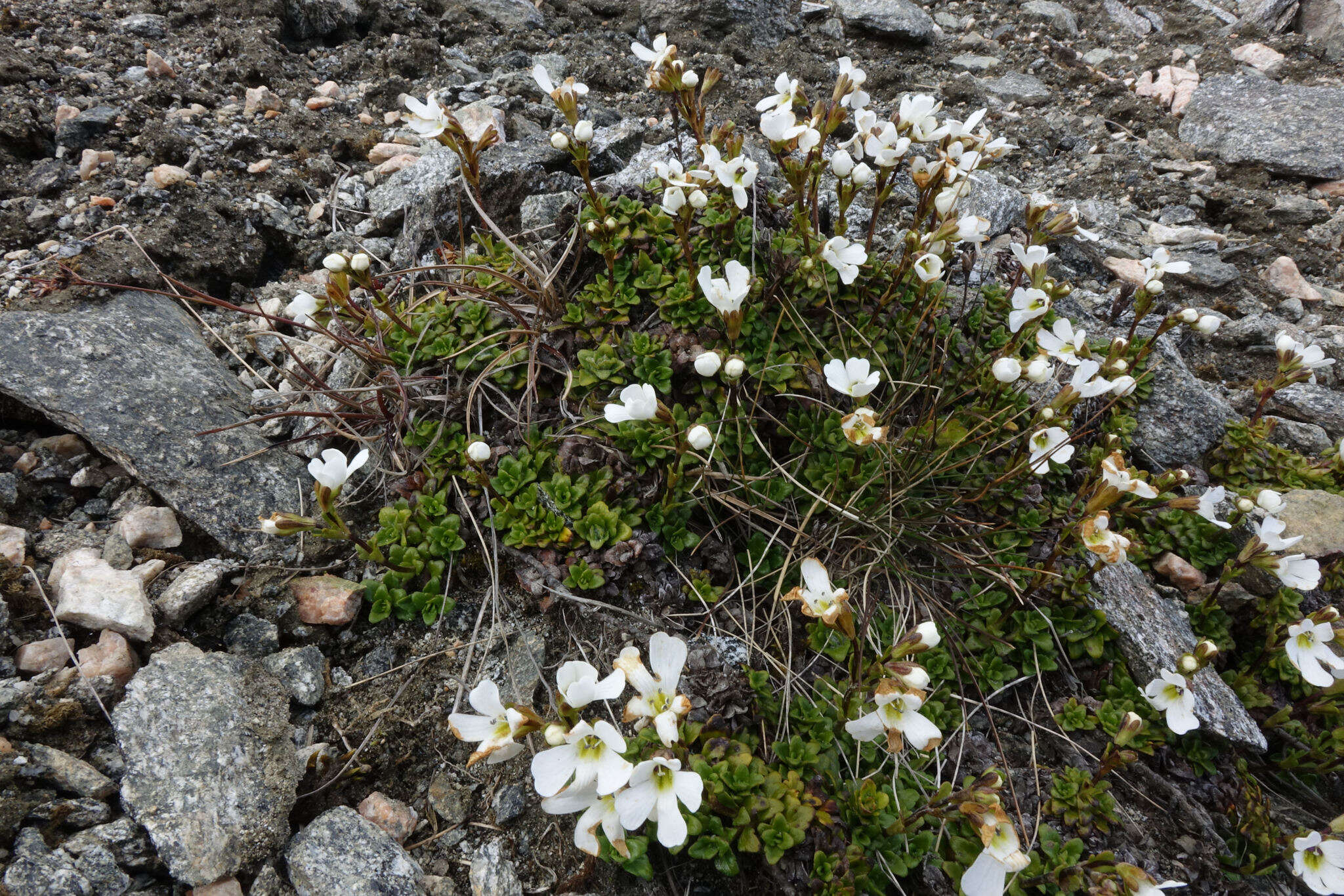 Слика од Ourisia caespitosa Hook. fil.