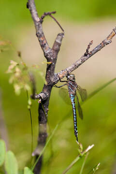 Image of Variable Darner