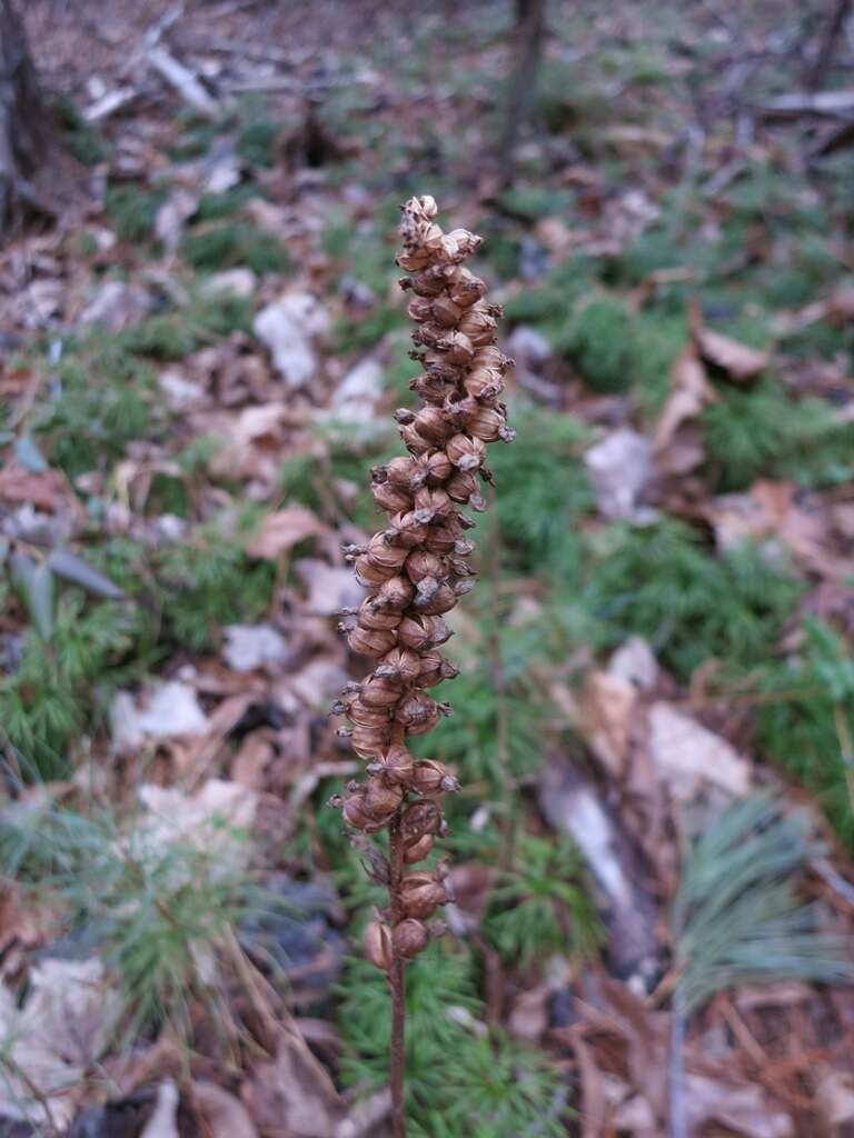 Image of downy rattlesnake plantain