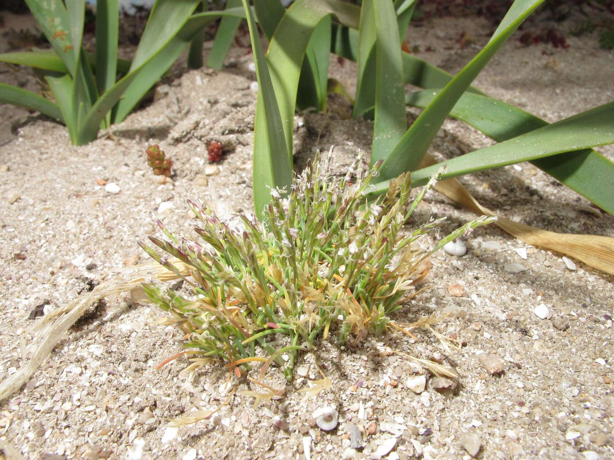 Image of early sand-grass