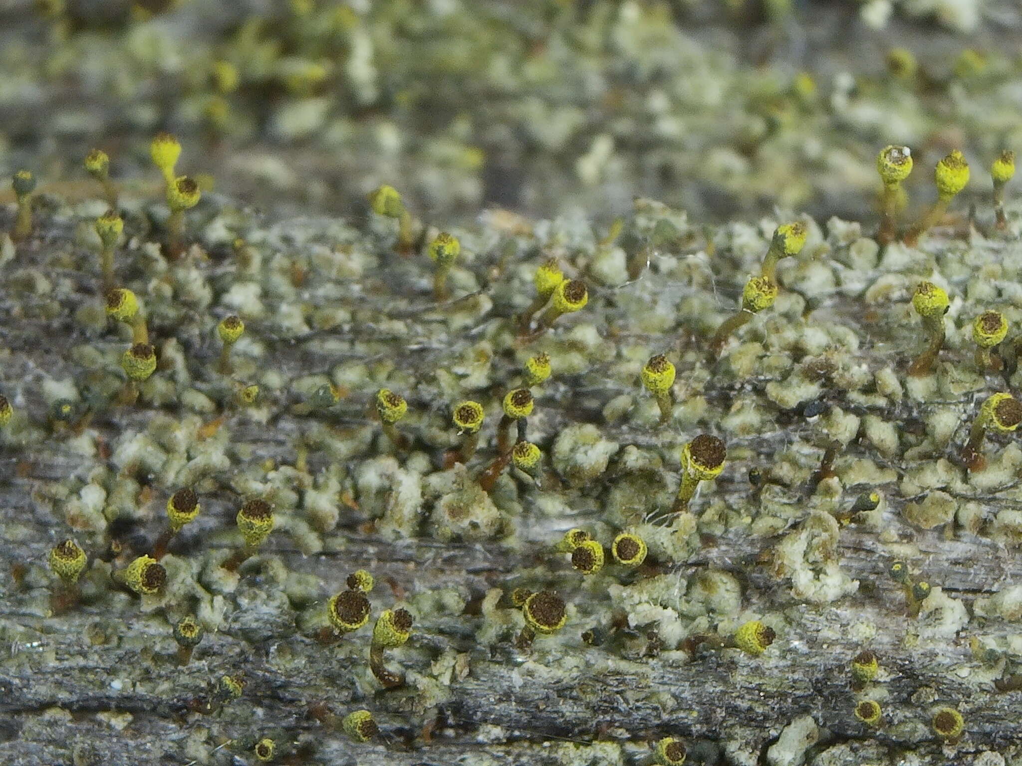 Image of needle lichen