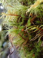 Image of Haller's bartramia moss