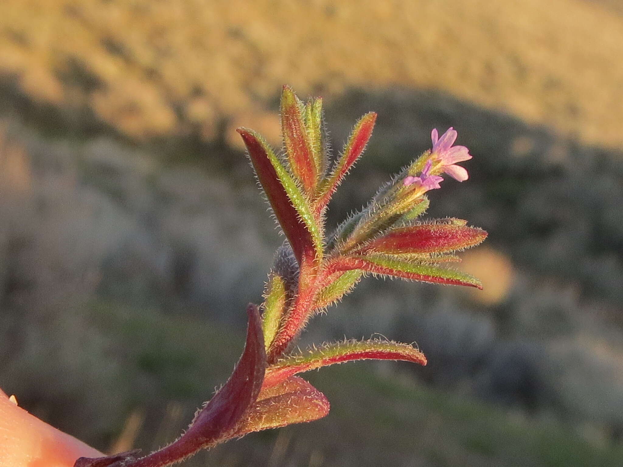 Image of slender phlox